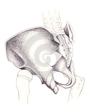 Pelvis and coxal bones