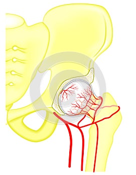Pelvis and Hip joint problem_Blood supply of the femoral head photo