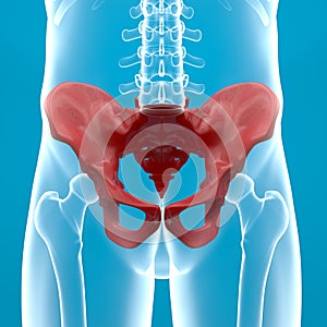 Pelvis human body x-ray