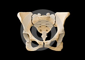 Pelvis, Human skeleton, Female Pelvis Bone anatomy, hip photo
