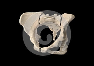 Pelvis, Human skeleton, Female Pelvic Bone anatomy, hip, 3D artwork, Bones Anatomy View, black background