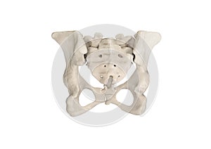 Pelvis, Human skeleton, Female Pelvic Bone anatomy, hip, 3D artwork, Bones Labeled Anatomy back View, White background