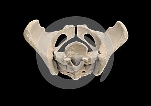 Pelvis, Human skeleton, Female Pelvic Bone anatomy, hip, 3D artwork, Bones Labeled Anatomy top View