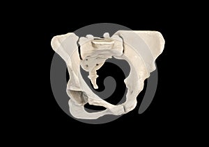 Pelvis, Human skeleton, Female Pelvic Bone anatomy, hip, 3D artwork, Bones Labeled Anatomy View, black background