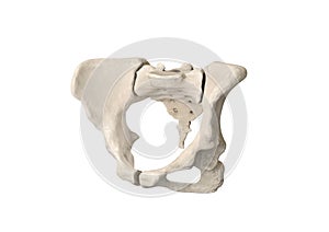 Pelvis, Human skeleton, Female Pelvic Bone anatomy, hip, 3D artwork, Bones Labeled Anatomy View, white background