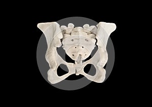 Pelvis, Human skeleton, Female Pelvic Bone anatomy, hip, 3D artwork, Bones Labeled Anatomy top View, black background