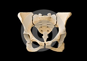 Pelvis, Human skeleton, Female Pelvis Bone anatomy, hip