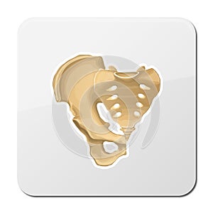 Pelvis, Human skeleton, Pelvic Bone anatomy, hip, 3D artwork