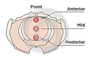 Pelvis medical illustration showing front, anterior, mid, & posterior photo