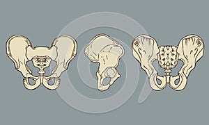Pelvis Skeletal Anatomy Pack Vector