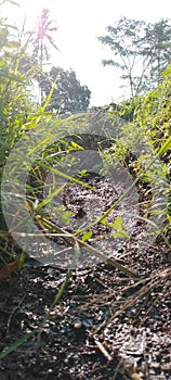 Pemandangan dipersawahan di indonesia