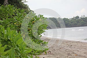 pemandangan pinggir pantai dengan dengan hamparan pasir putih dan tanaman naupaka pantai yang tumbuh di sekitar pesisir pantai photo