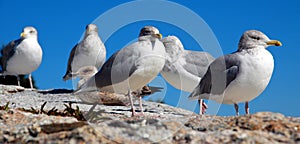 Pemaquid Point Seagulls