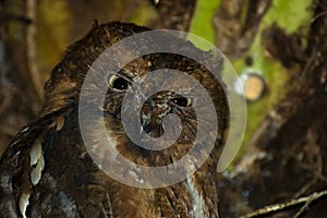 Pemba Dwergooruil, Malagasy Scops-Owl, Otus rutilus