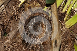 Pemba Dwergooruil, Malagasy Scops-Owl, Otus rutilus