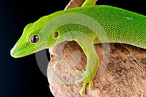 Pemba island day gecko photo
