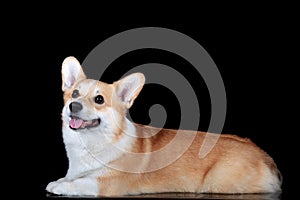 Pembroke corgi