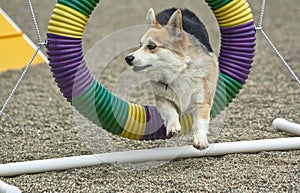 Pembroke Corgi Agility Dog Performing the Tire Jump