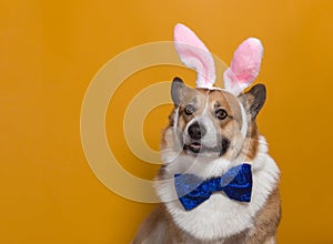 Pembroke corgi dog with pink easter bunny ears and a blue butterfly on an orange isolated background