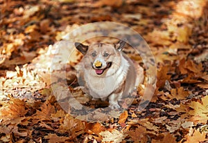 Pembroke corgi dog puppy walks in the autumn garden among the fallen golden leaves