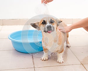 Pembroke corgi getting a bath in the summer time