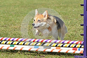 Pembroke Welch Corgi at a Dog Agility Trial