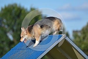 Pembroke Welch Corgi at a Dog Agility Trial