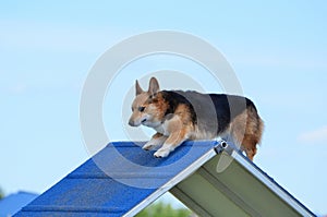 Pembroke Welch Corgi at a Dog Agility Trial