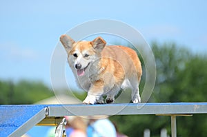 Pembroke Welch Corgi at a Dog Agility Trial