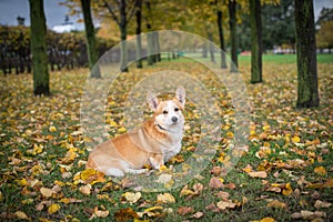 Pembroke Welsh Corgi in autumn