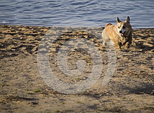 Pembroke Welsh Corgi breed dog