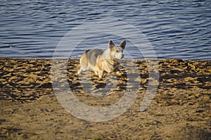 Pembroke Welsh Corgi breed dog