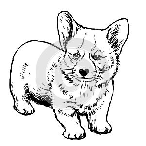 Pembroke Welsh Corgi Dog