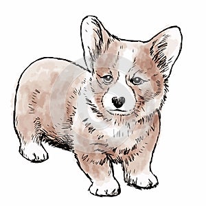 Pembroke Welsh Corgi Dog