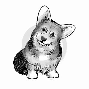 Pembroke Welsh Corgi Dog