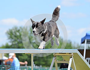 Pembroke Welsh Corgi at a Dog Agility Trial
