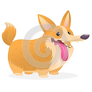 Pembroke Welsh Corgi Dog cartoon. Vector illustration of a cute doggy with long tongue.
