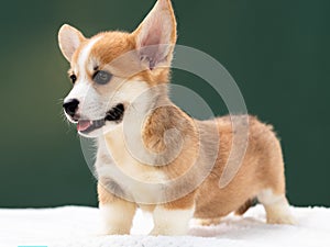 Pembroke Welsh Corgi Dog Outside