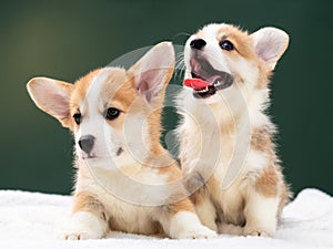 Pembroke Welsh Corgi Dog Outside