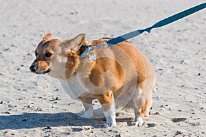 Pembroke Welsh Corgi Dog Pooping at Dog Beach in San Diego