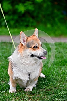 Pembroke Welsh Corgi dog portrait