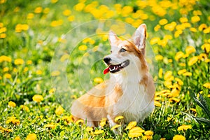 Pembroke Welsh Corgi Dog Puppy Sitting In Green Summer Grass