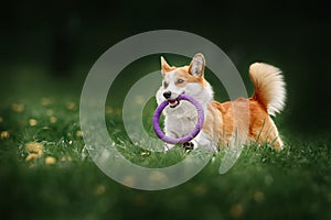 Pembroke welsh corgi dog running