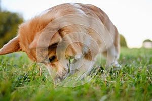 Pembroke Welsh Corgi dog snorts and digs a hole in the grass in the backyard while walking, doing dog business. Purebred