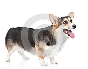 Pembroke Welsh Corgi dog standing in side view. isolated on whit