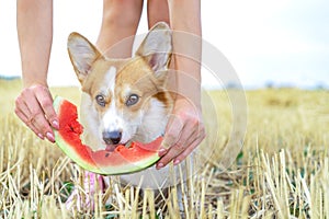 Pembroke welsh corgi dog on a walk relaxing on summer vacation holidays, eating a fresh juicy watermelon