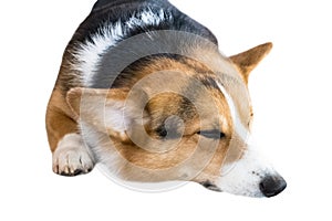 Pembroke Welsh Corgi isolate on white background,front view ,Clipping path