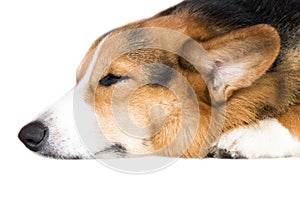 Pembroke Welsh Corgi isolate on white background,front view , Clipping path