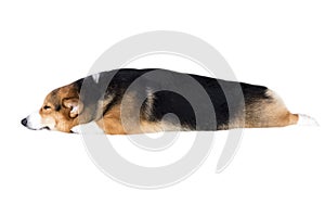 Pembroke Welsh Corgi isolate on white background,front view , Clipping path