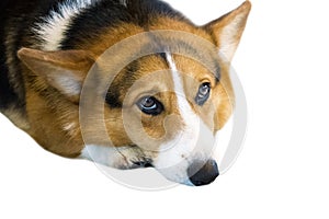 Pembroke Welsh Corgi isolate on white background,front view , Clipping path